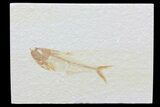 Diplomystus Fossil Fish - Wyoming #74580-1